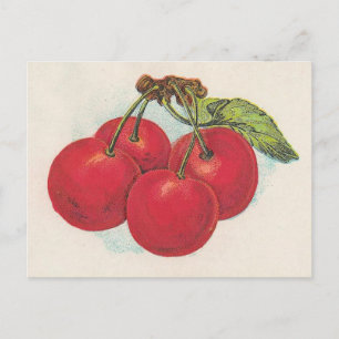 Red Cherries Postcard
