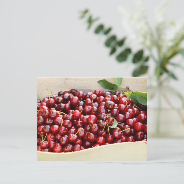 Red cherries Postcard (Standing Front)