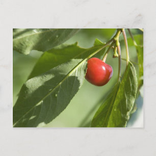 red cherry postcard
