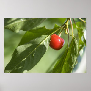 red cherry poster