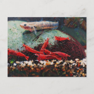 Red cherry shrimps and stiphodon Postcard