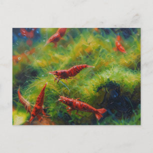 Red cherry shrimps with hair algae postcard