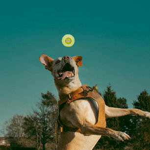 Red chile green chile zia sun tennis balls