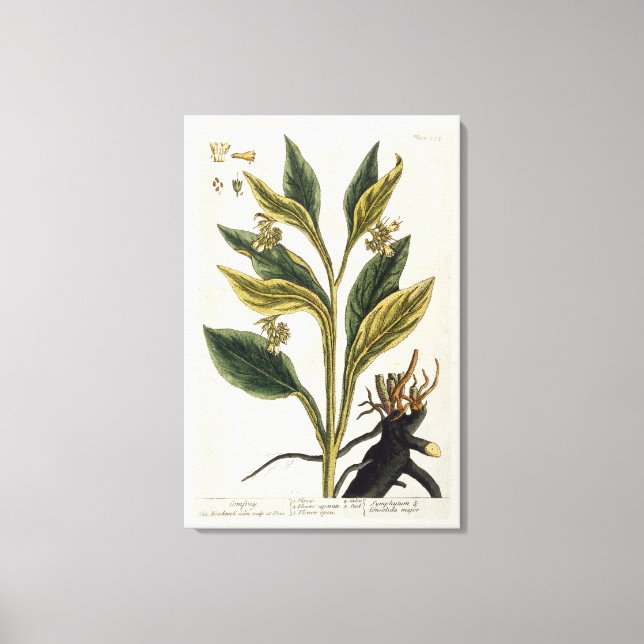 Red Chilli (colour engraving) Canvas Print (Front)