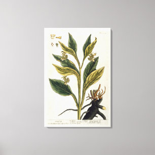 Red Chilli (colour engraving) Canvas Print