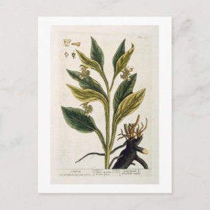 Red Chilli (colour engraving) Postcard
