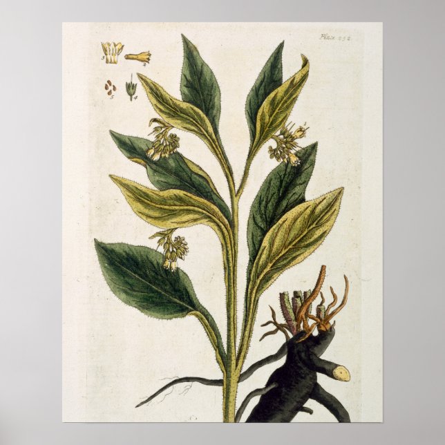 Red Chilli (colour engraving) Poster (Front)