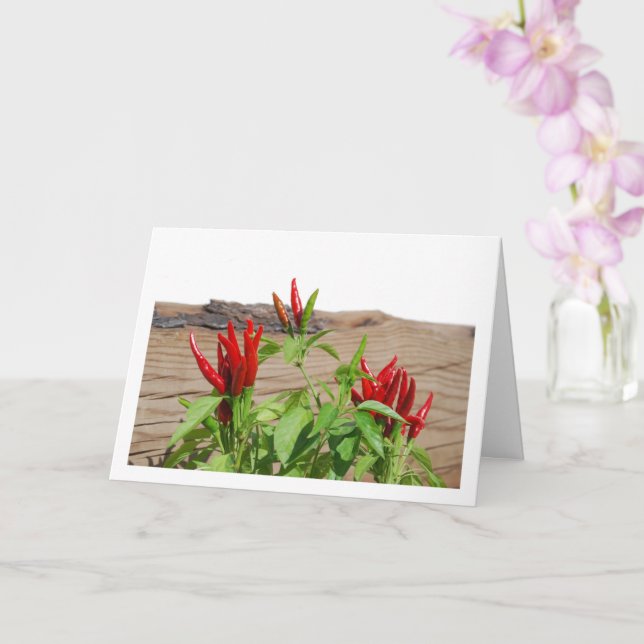 Red Chilli Pepper Plant Card (Orchid)