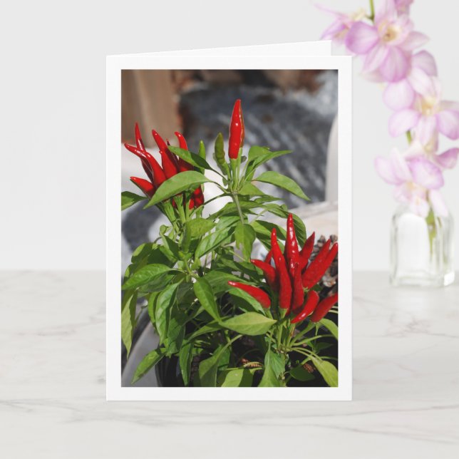 Red Chilli Pepper Plant Card (Orchid)