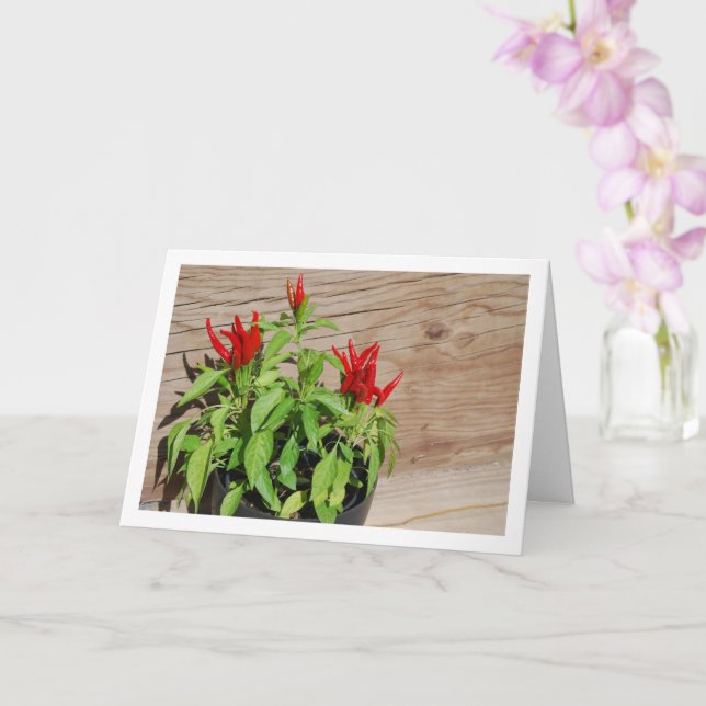 Red Chilli Pepper Plant Display Card (Orchid)