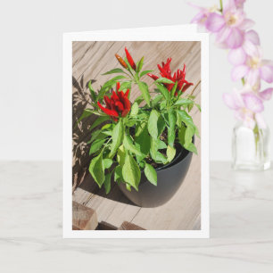 Red Chilli Pepper Plant in Pot Card