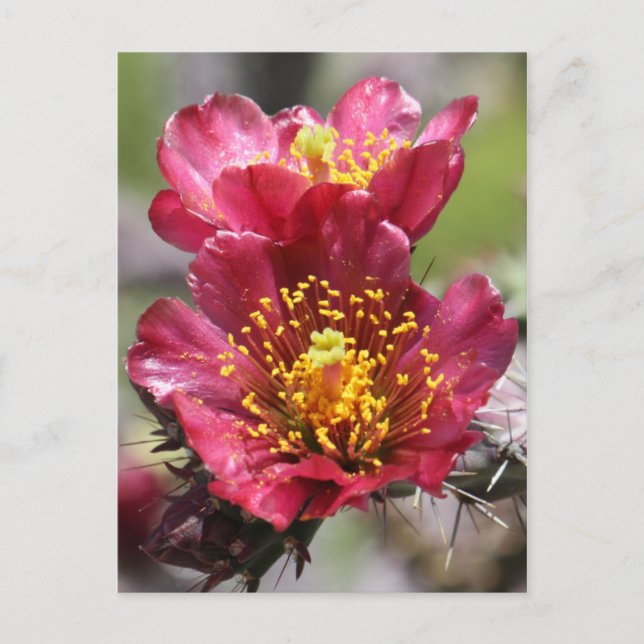 Red Cholla Blooms Postcard (Front)