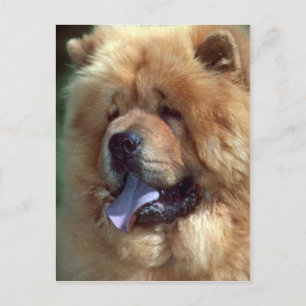 Red Chow Postcard