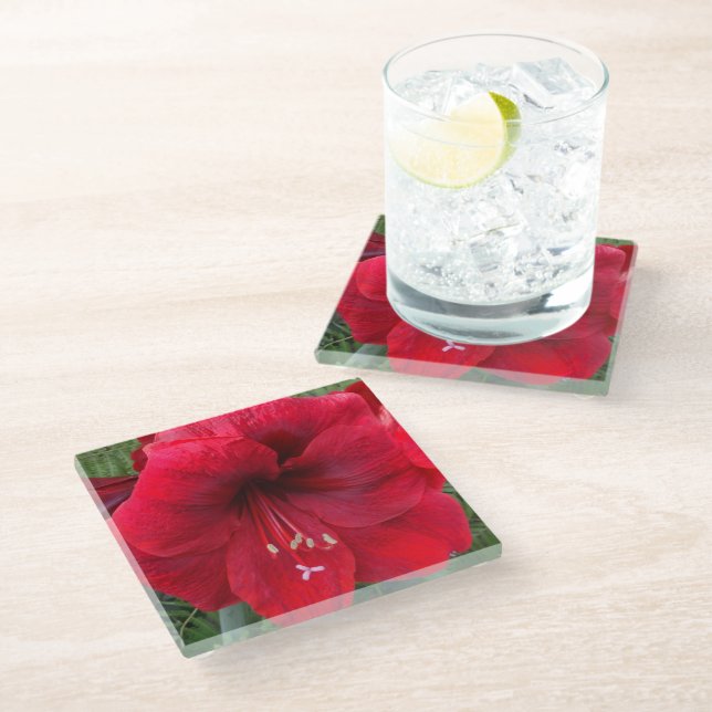 Red Christmas Amaryllis Bloom Floral Glass Coaster (Angled)