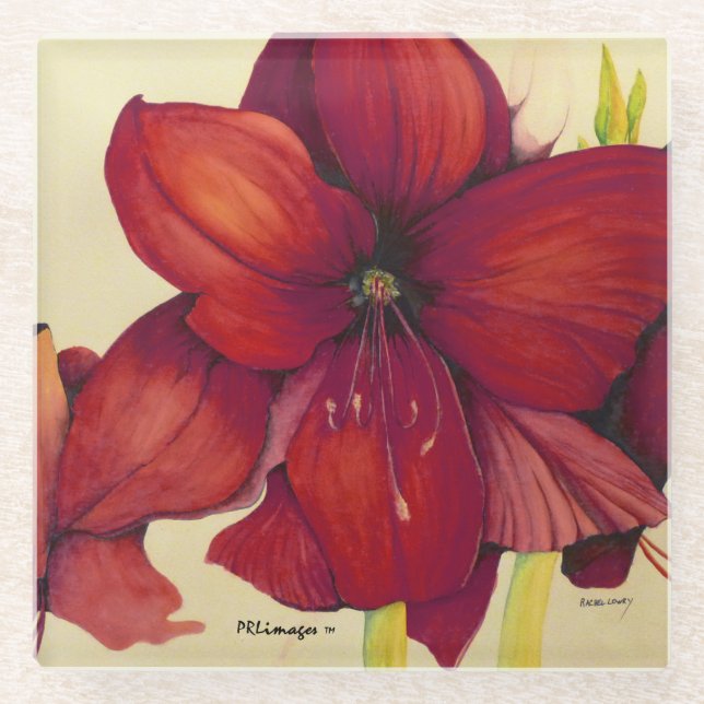 Red Christmas Amaryllis Glass Coaster (Front)