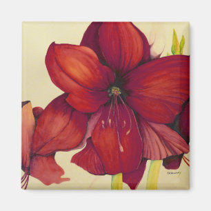 Red Christmas Amaryllis Square Magnet