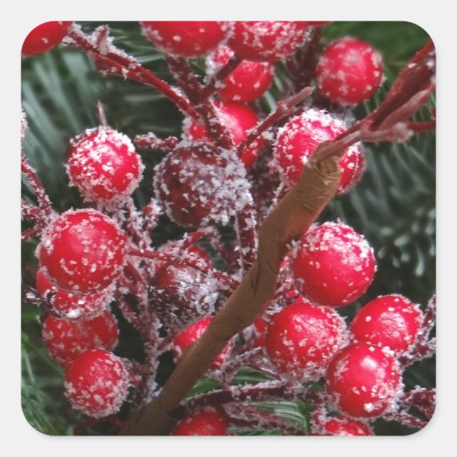 Red Christmas Berries. Square Sticker (Front)