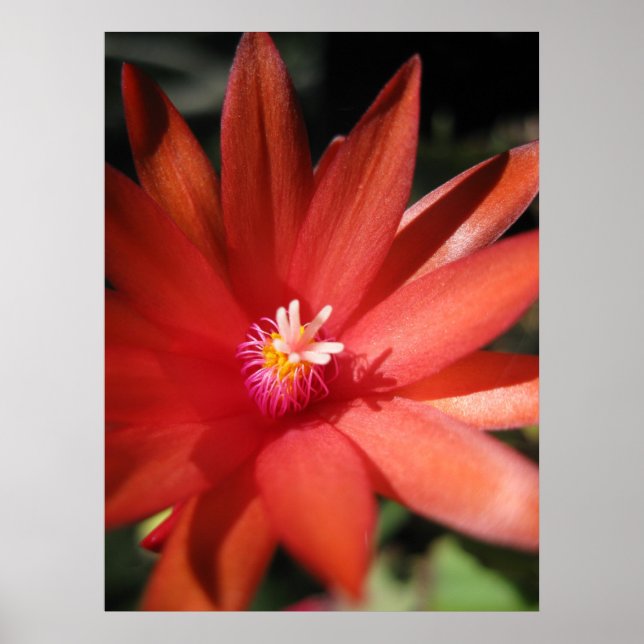 Red Christmas Cactus Flower Poster (Front)