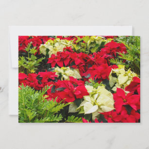 Red Christmas flower Poinsettia Holiday Card