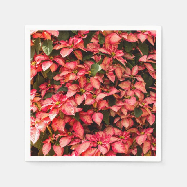 Red Christmas flower "Poinsettia" Napkin (Front)