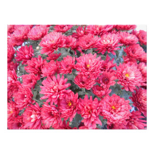 Red Chrysanthemum Flowers Photo Print
