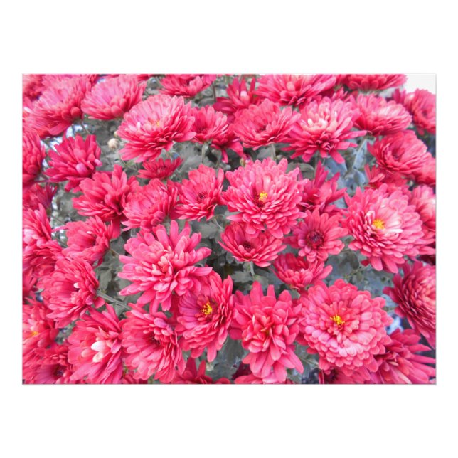 Red Chrysanthemum Flowers Photo Print (Front)