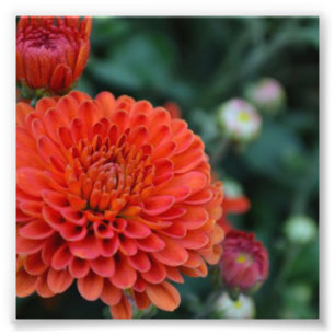 Red Chrysanthemum Photo Print