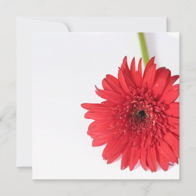 Red Chrysanthemum Your Text Flat Card (Front)