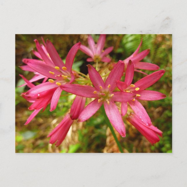 Red Clintonia Flowers at Redwoods Postcard (Front)