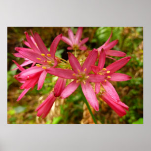 Red Clintonia Flowers at Redwoods Poster
