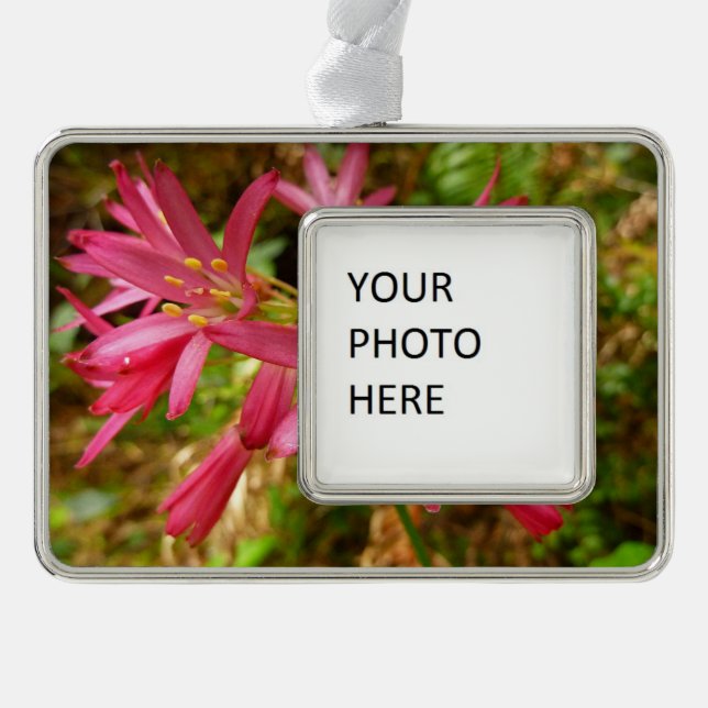 Red Clintonia Flowers at Redwoods Silver Plated Framed Ornament (Front)