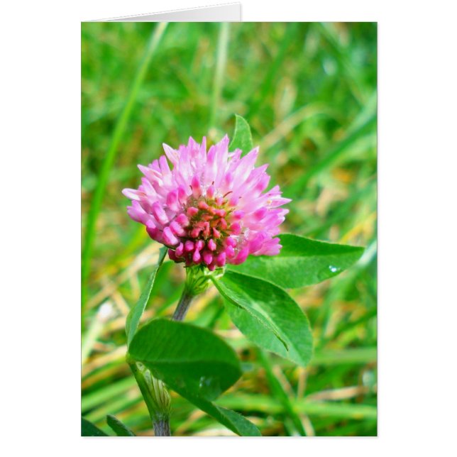 red clover (Front)