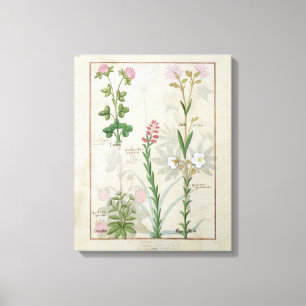 Red clover & Aube Bellidis Onobrychis & Hyssopus Canvas Print