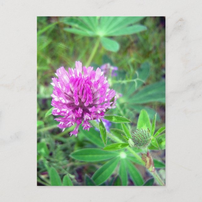 Red Clover Blossom 2 Postcard (Front)