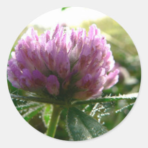Red Clover Classic Round Sticker