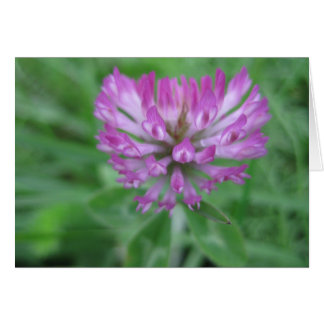 Red clover flower