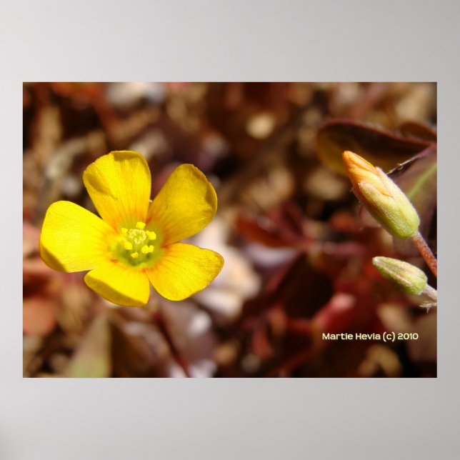 Red Clover Flower Poster (Front)