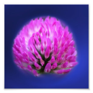 Red Clover Wildflower 8x8 Photo Print