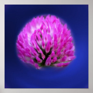 Red Clover Wildflower Poster