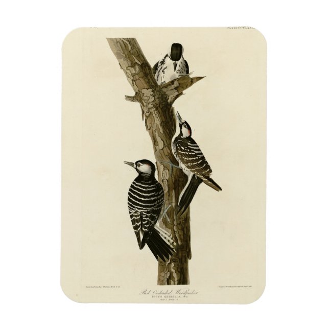 Red-Cockaded Woodpecker Audubon's Birds of America Magnet (Vertical)