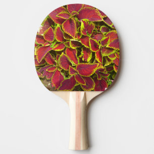 Red Coleus Flower Ping Pong Paddle