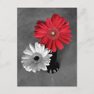 Red Colour Splash Gerber Daisy Photograph Postcard