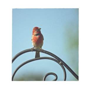 Red Coloured Finch on Black Wrought Iron Pole Notepad