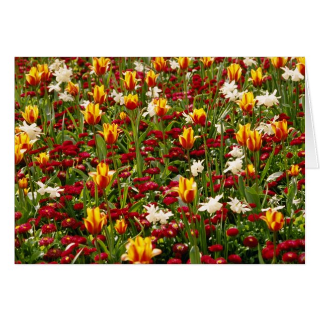 Red Colourful High Park in spring, Toronto, Canada (Front Horizontal)