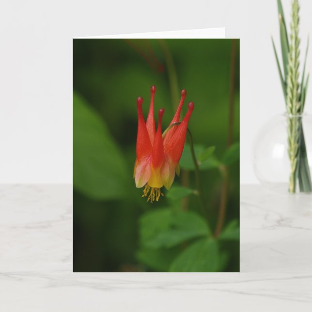Red Columbine 09 Card (Front)
