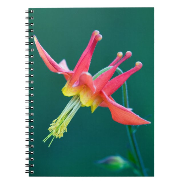 Red Columbine Notebook (Front)