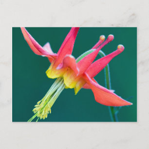 Red Columbine Postcard