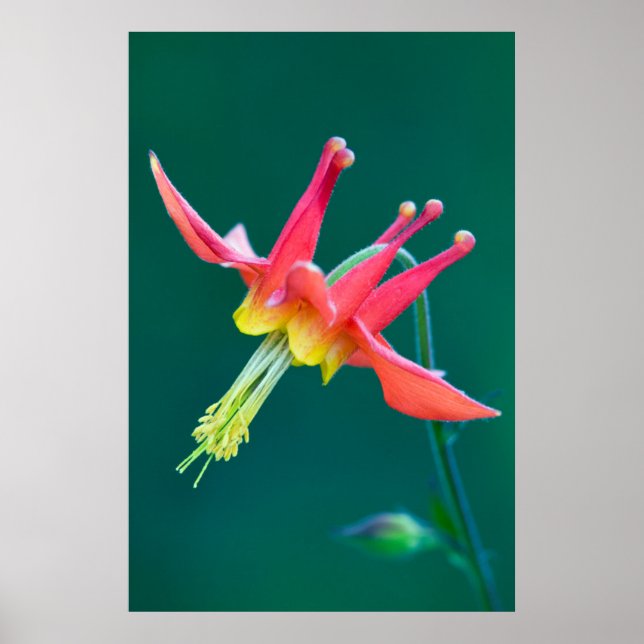 Red Columbine Poster (Front)