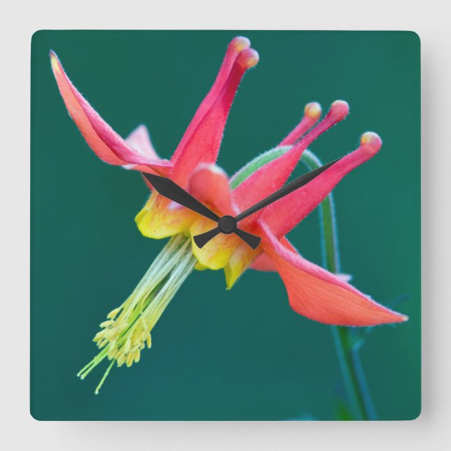 Red Columbine Square Wall Clock (Front)