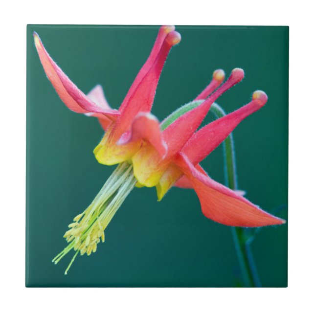 Red Columbine Tile (Front)